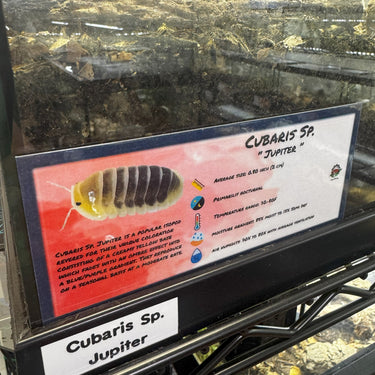 Cubaris Sp. Jupiter Isopod Bin Label